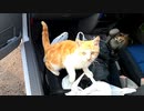 懐いた直後すぐ乗車！車内をあちこち見回す野良猫がかわいい♪