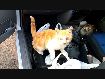 懐いた直後すぐ乗車！車内をあちこち見回す野良猫がかわいい♪