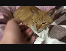 至高の猫の舌ざわり