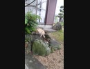 A cat has come to our gardenうちの庭に猫が来た（縦長版）