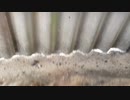 Strongly muff 強めに行ったった