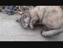 I want to get along 仲良くしたい