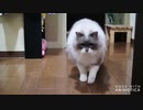 【ラ】時定VSギガストリーム【ジコン】