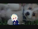 プラチナよわそう