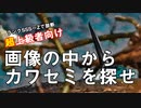 野鳥を探せ01【超越者向け】画像のなかから素早くカワセミを探せ