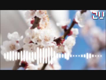 朝桜