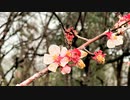 【VLOG】下赤塚、赤塚溜池公園まで松月院と不動の滝経由で散歩、梅林で梅の花（梅花）を観賞する＠今年は赤塚梅まつり中止【Cinematic】