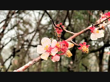 【VLOG】下赤塚、赤塚溜池公園まで松月院と不動の滝経由で散歩、梅林で梅の花（梅花）を観賞する＠今年は赤塚梅まつり中止【Cinematic】