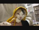 猫耳おさげで色白で甘えん坊の属性盛り盛り、だが男(猫)だ