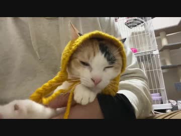 猫耳おさげで色白で甘えん坊の属性盛り盛り、だが男(猫)だ