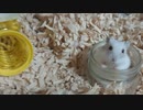 『ハムスタールーティン』の巻 Hamster routine. #18【ハムスター物語】