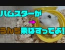 『ハムスターがうんちを飛ばす瞬間』の巻 The moment the hamster throws poo. #19【ハムスター物語】