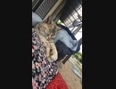 Nap together 一緒にお昼寝