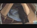 【癒し】子猫の腹筋ｗ