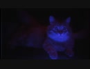 PUSS!やったときの2