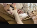 オス三毛猫、子猫返りして顔芸の招き猫になる