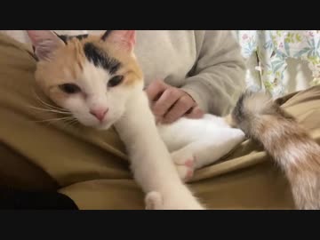 オス三毛猫、子猫返りして顔芸の招き猫になる