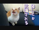 雨と雹が降ってきたので野良猫を車中保護