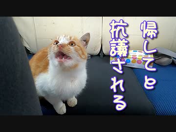 雨と雹が降ってきたので野良猫を車中保護
