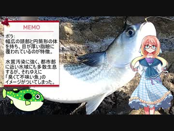 そらさんと釣りの思い出７　厳寒の冬磯の熱き戦い～ボラ～