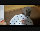 ハムスター飼いました。その92～みっきーくんとお誕生日～