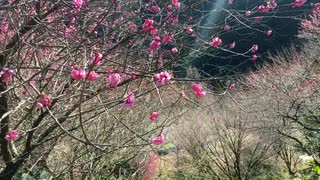 第二世界の旅日記 066【スイフトで走る仁淀川町】