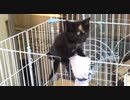 【癒し】子猫あずきの大脱走