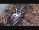 ［閲覧注意!!］再編集　ブラックキラーヒヨケムシにゴキブリを食べさせてみた。(Solifugae sp.).
