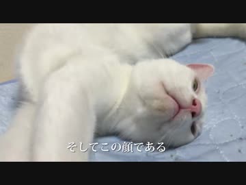 ウチューネコチャン、180度ひねりのえげつない寝相を披露する