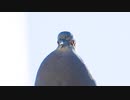 さえずるキジバト