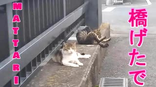 橋の上のまったり~猫たち