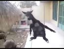 Cabra sentada de pana