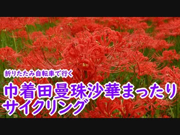 【ミニベロ】巾着田曼珠沙華まったりサイクリング！【ポタリング】【1分弱車載前夜祭】