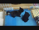 【癒し】子猫あずきVSくまもん