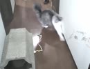 【猫】おわかりいただけただろうか【マメ】