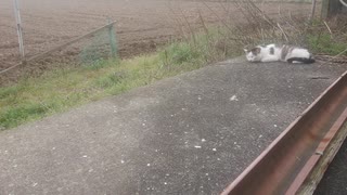 眠る猫