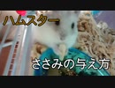 『ハムスターに鳥のささみをあげてみた』の巻 This time I gave the hamster a chicken fillet. #20【ハムスター物語】