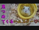 『主が掃除してる時のハムスターの様子』の巻 State of the hamster when a master cleans it. #21【ハムスター耐久物語】