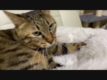 猫うどん職人、猫ピアニストになり超絶技巧を見せつける