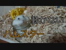 『超リラックスハムスター』の巻 Super relaxed hamster. #22【ハムスター物語】