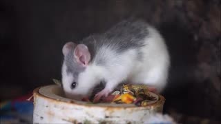 エンジョイコネクトマン「食事中のかわいさ」