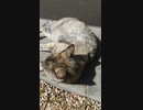 Sleepy spring 春は眠いよね