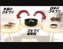日本のゴキブリに「ゴキブリ駆除剤」を食べさせたら、とても意外な結果になった。
