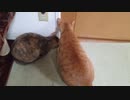 拾いねこ＠生後2807/274日目　野生のアコツキ？