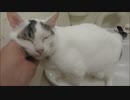 洗面台に誘導され、エンジンの調子を点検されてしまう猫