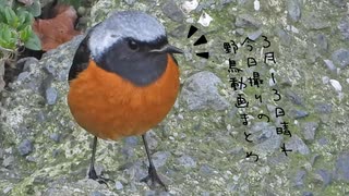 今日撮り野鳥動画まとめ3月13日晴