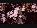 【東方自作アレンジ】桜華繚乱【偶像に世界を委ねて】