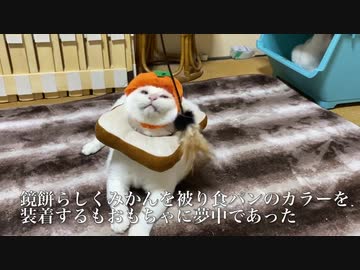 オッドアイのシニアコネコチャン、底知れぬポテンシャルを見せる