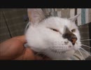 アイドリング中の猫と乱入する猫