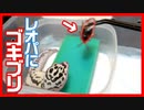 【食いつき抜群！】レオパにゴキブリをあげたら美味しそうだった！【デュビア】